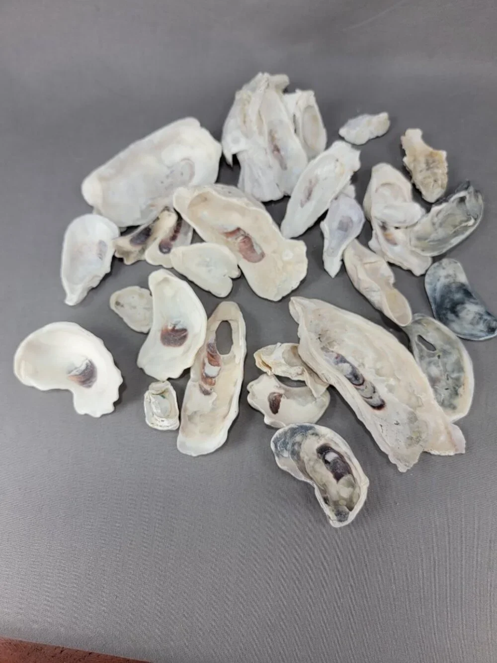 Oyster Shell Seashell Mixed Lot Nautical Beach Ocean Decor Crafts